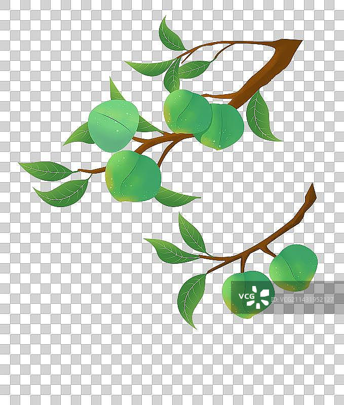 青梅果实挂满树枝图片素材