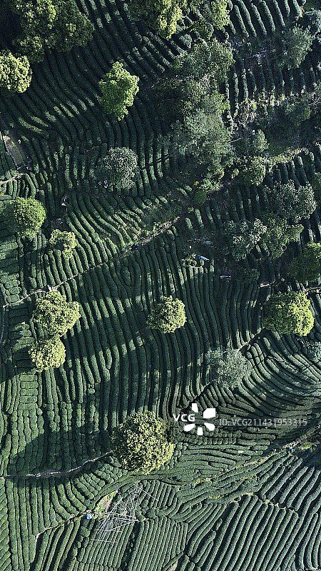 春日龙井茶园图片素材