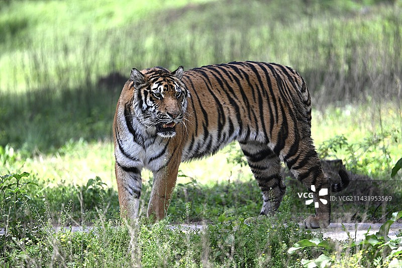 老虎站在草地上的侧视图图片素材