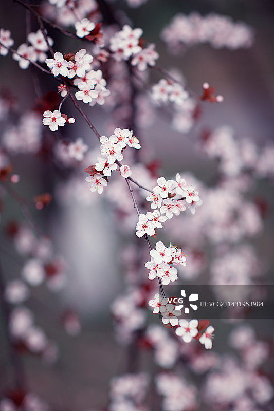 紫叶李图片素材