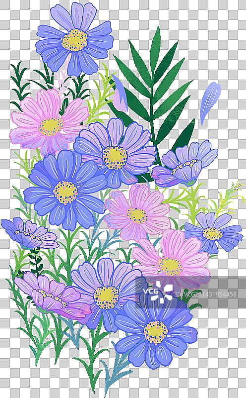 一片蓝色的格桑花图片素材