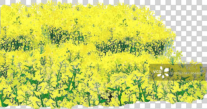 油菜花图片素材