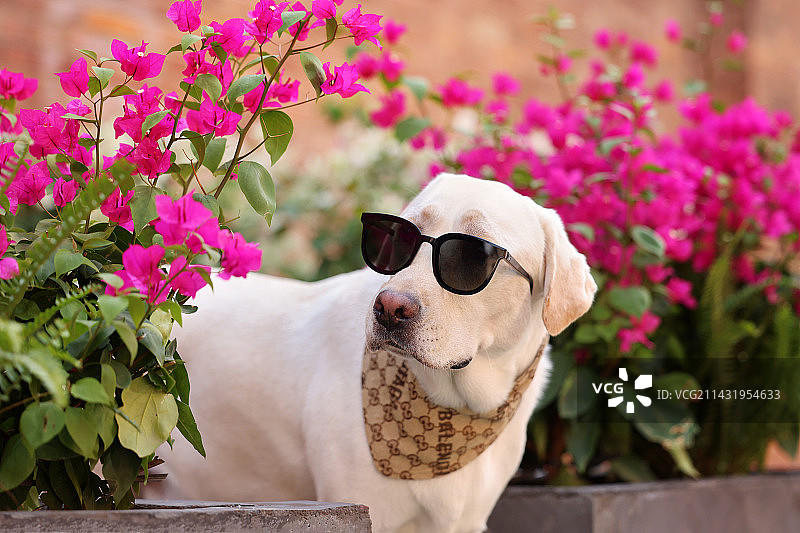 户外开心的拉布拉多猎犬图片素材