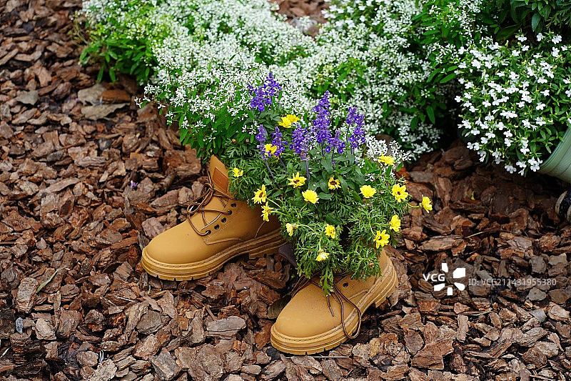 鞋子里盛开的花朵的特写镜头图片素材