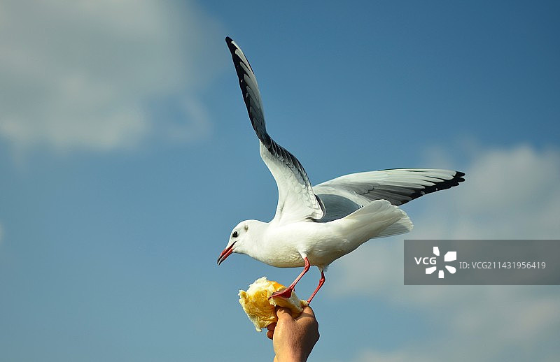 正在飞翔的鸟图片素材