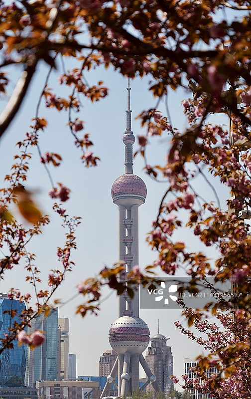 樱花下的东方明珠图片素材