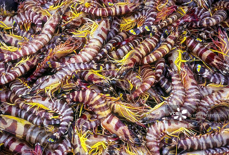 虎虾，喀拉拉邦，南印度，印度，亚洲图片素材