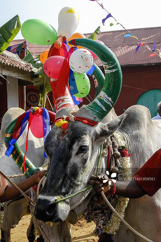 在印度南部泰米尔纳德邦哥印拜陀的养牛场为装饰过的牛庆祝庞格尔节的感恩节图片素材