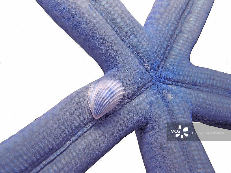 蓝色海星与寄生蜗牛，珊瑚礁，印度洋-太平洋，宿务，菲律宾，亚洲图片素材