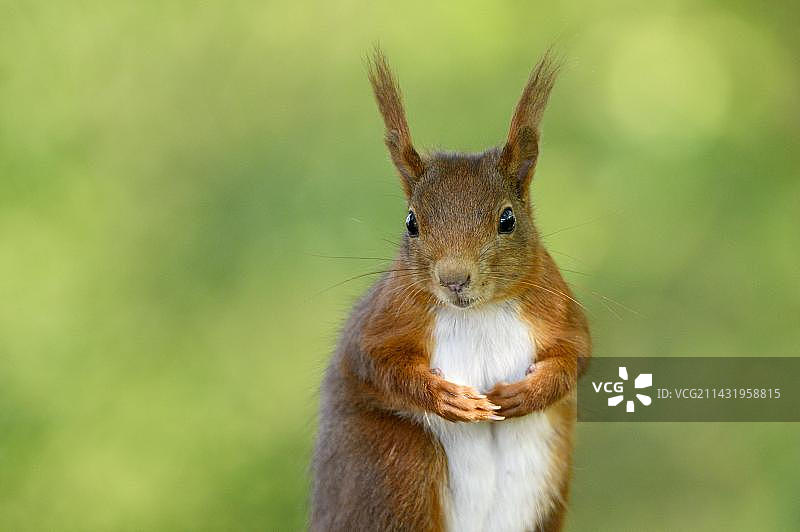 欧亚红松鼠特写，好奇地注视着，德国北莱茵-威斯特法伦州图片素材