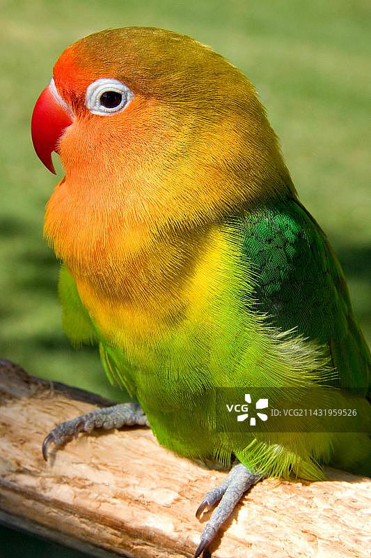 太阳锥尾鹦鹉图片素材