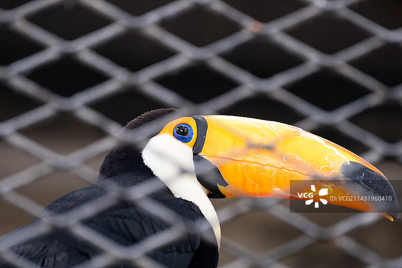 笼中鸟图片素材