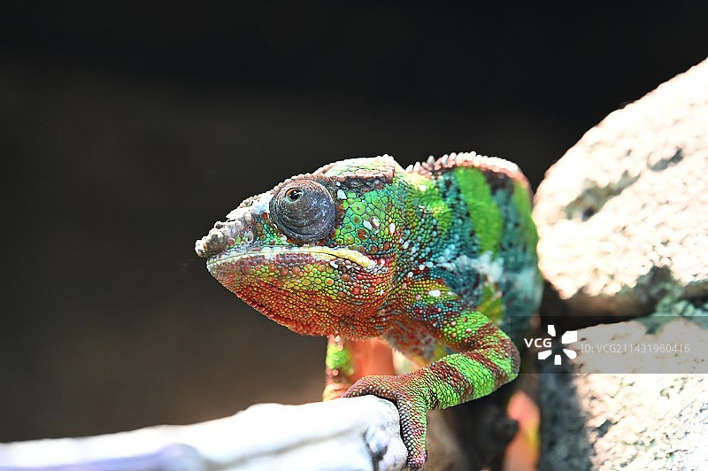 变色龙图片素材