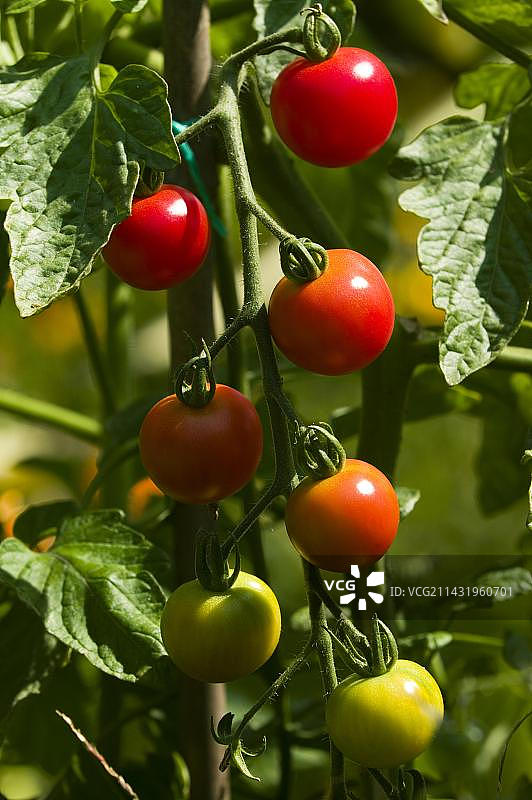 西红柿图片素材