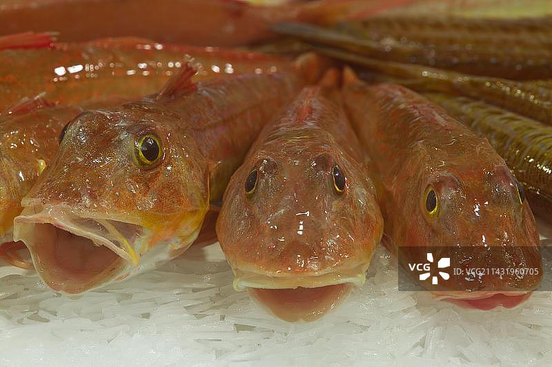 角鱼，鱼市，埃罗省，法国，欧洲图片素材