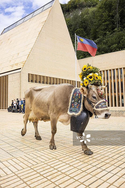 列支敦士登瓦杜兹的阿尔卑斯山放牧图片素材