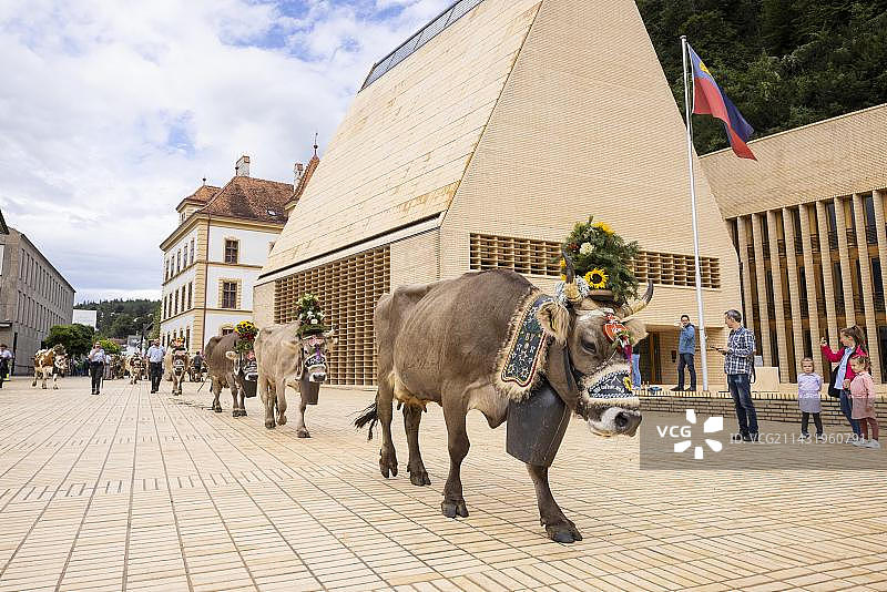 列支敦士登瓦杜兹的阿尔卑斯山放牧图片素材