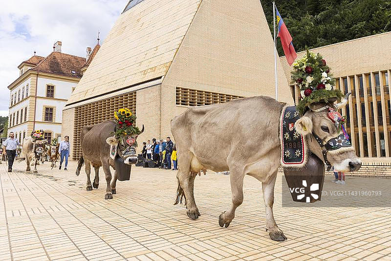 列支敦士登瓦杜兹的阿尔卑斯山放牧图片素材