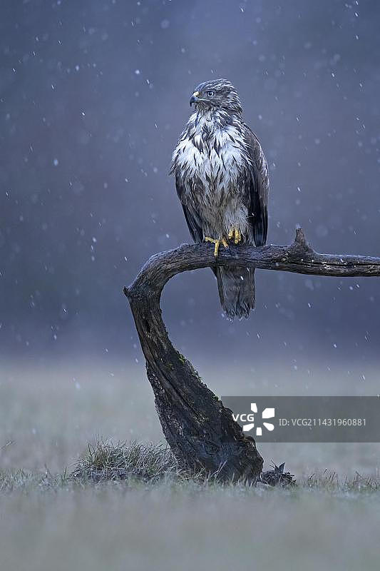 普通草原鵟在树干上埋伏，等待捕食老鼠图片素材