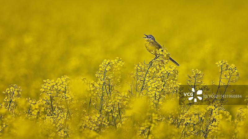 油菜花田中歌唱的黄鹡鸰，德国萨克森-安哈尔特图片素材