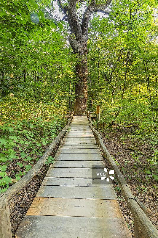 海尼希国家公园山毛榉森林，联合国教科文组织世界遗产，德国图林根州巴特朗根萨尔萨图片素材