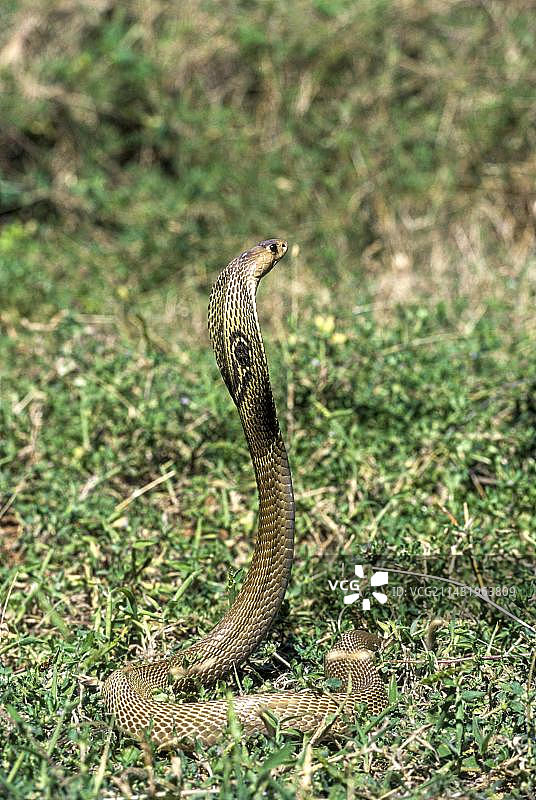 印度眼镜蛇图片素材