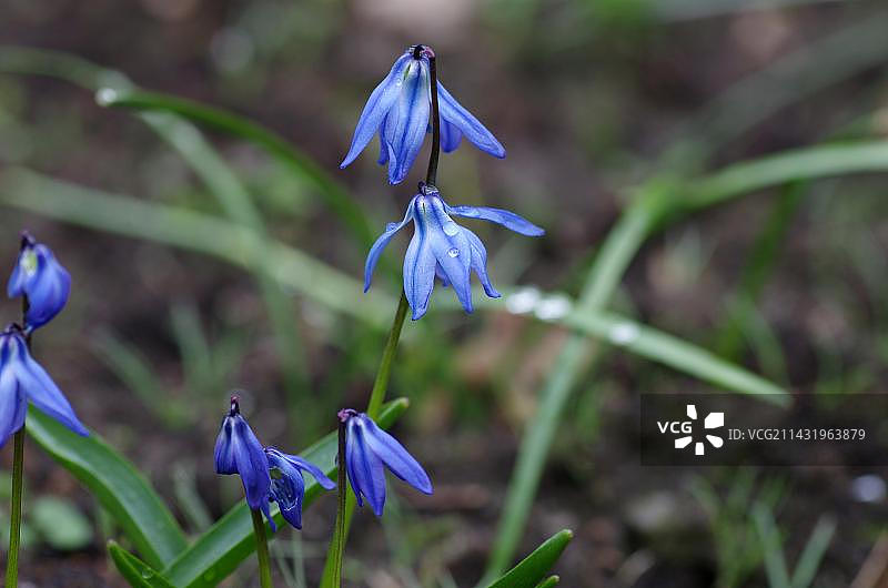 阿尔卑斯海葱：花朵，植物，淡蓝色，有毒，春天，德国，雨滴落在叶子上图片素材