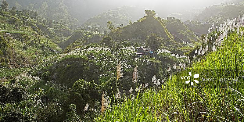 非洲佛得角圣安唐岛保罗山谷的甘蔗花图片素材