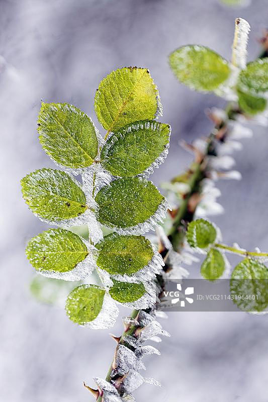 叶子上的霜和冰，施瓦本阿尔布落叶树，德国巴登-符腾堡州莱兴根图片素材