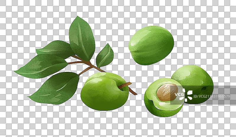 青梅插画元素图片素材