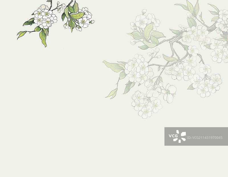 梨花插画绿色背景图片素材