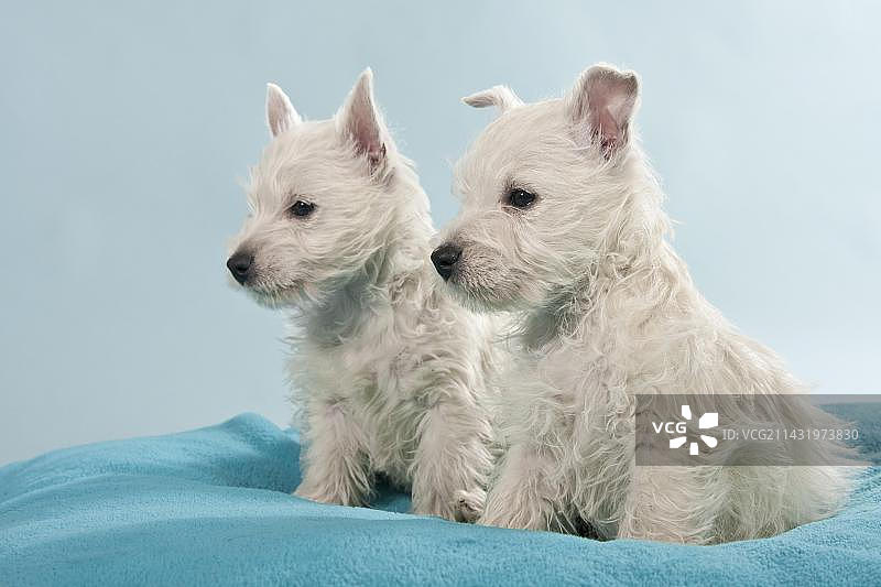 两只西高地白梗犬幼犬坐着图片素材