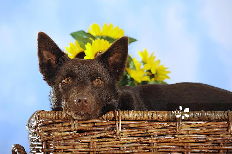 巧克力色的澳大利亚凯尔派犬在柳条篮中图片素材