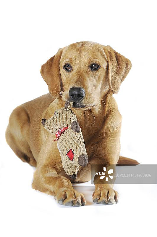 黄色拉布拉多幼犬口衔毛绒玩具图片素材