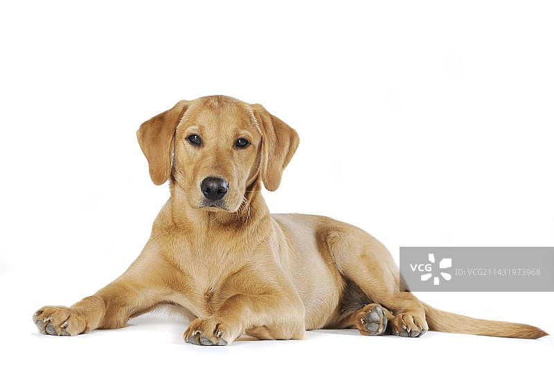 黄色幼年拉布拉多犬躺卧图片素材