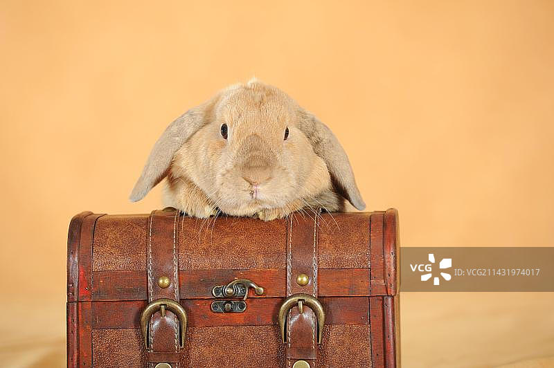 棕色英国垂耳兔靠在手提箱上图片素材