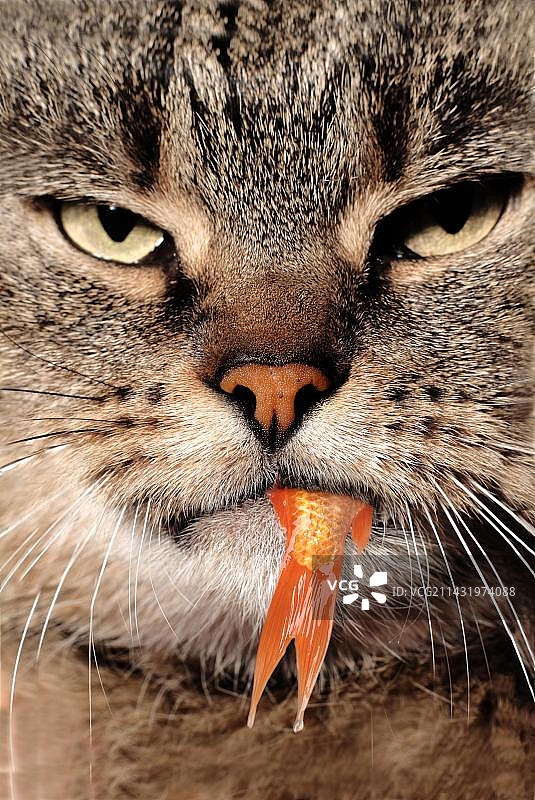 猫咪嘴里叼着金鱼尾巴图片素材