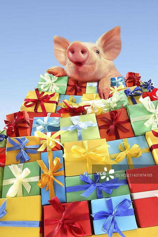 躺在礼物山上的小猪图片素材