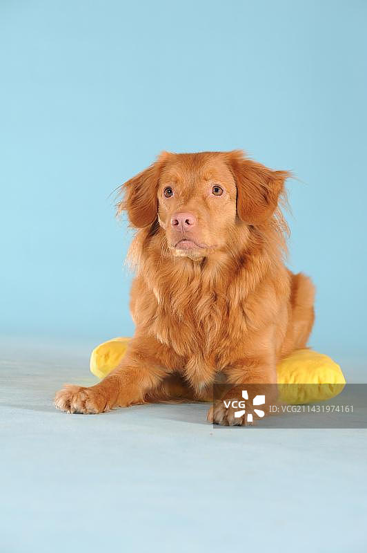 新斯科舍诱鸭寻猎犬躺在黄色垫子上图片素材
