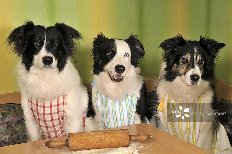 三只边境牧羊犬制作饼干图片素材