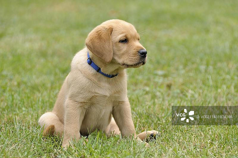 坐在草地上的金发拉布拉多寻回犬幼犬图片素材