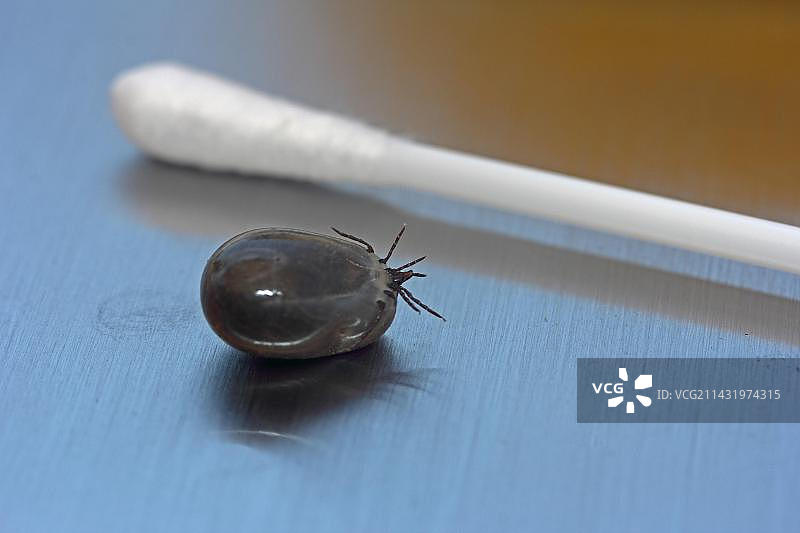 蓖麻豆蜱（全沟硬蜱），与棉签的大小比较，德国巴登-符腾堡州图片素材
