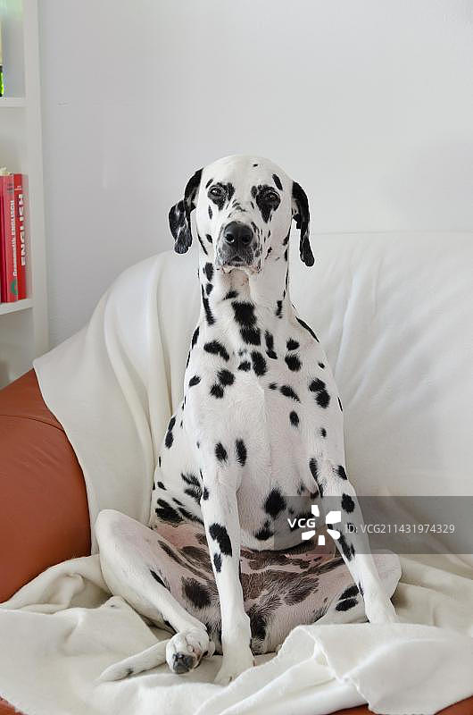 坐在沙发上的达尔马提亚犬图片素材
