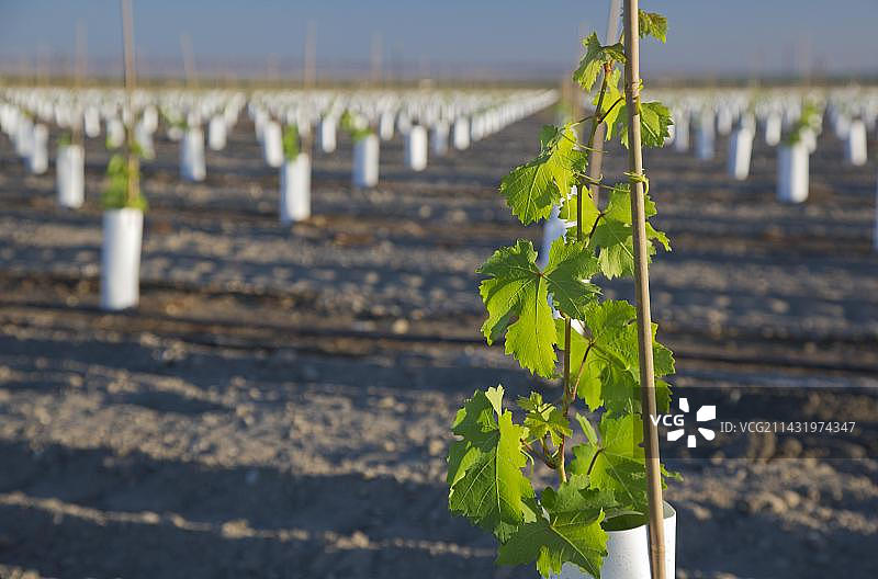 美国加利福尼亚州圣华金河谷新种植的葡萄园中的一棵幼苗图片素材
