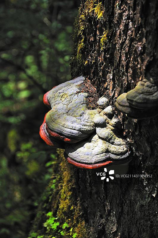 云杉树上的红边多孔菌，贝希特斯加登国家公园，德国图片素材