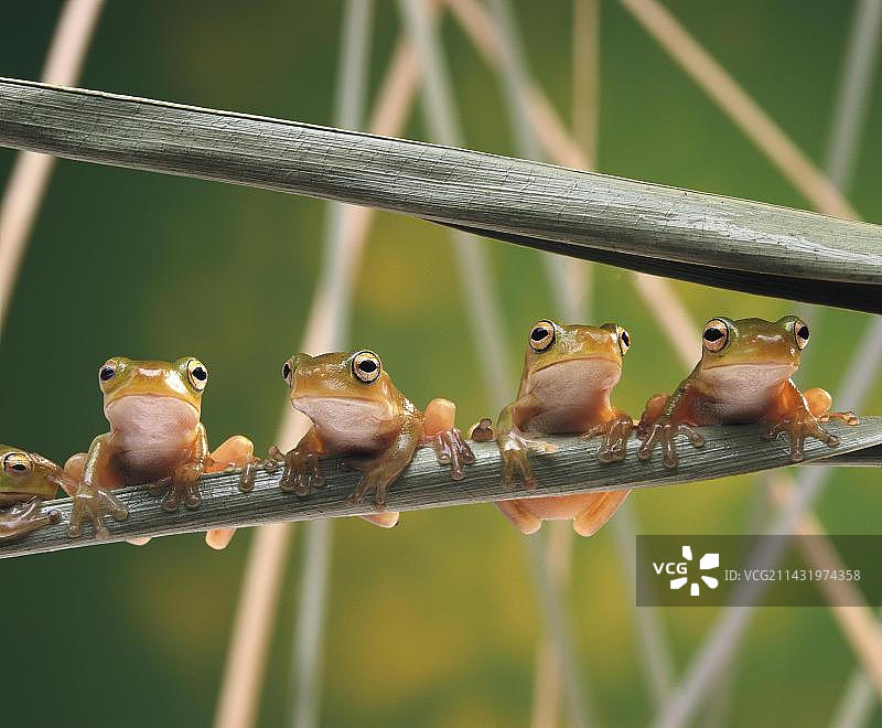 两只白唇树蛙并排坐在草叶上图片素材