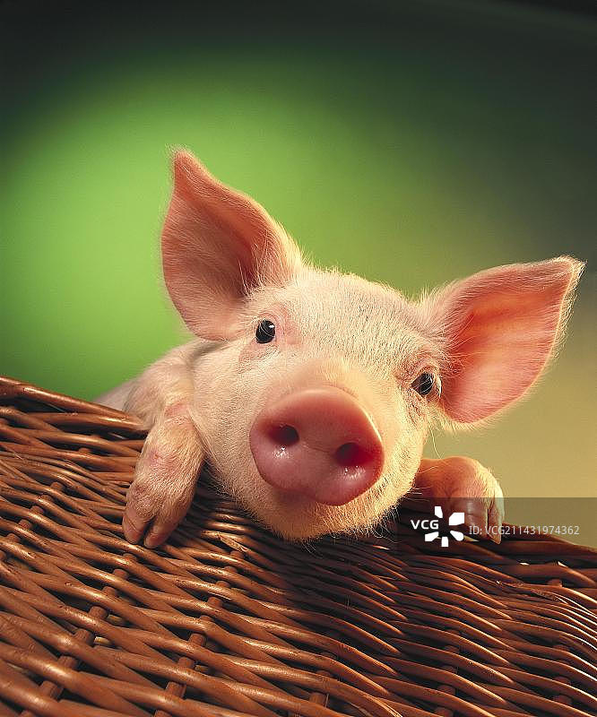篮子里的小猪图片素材