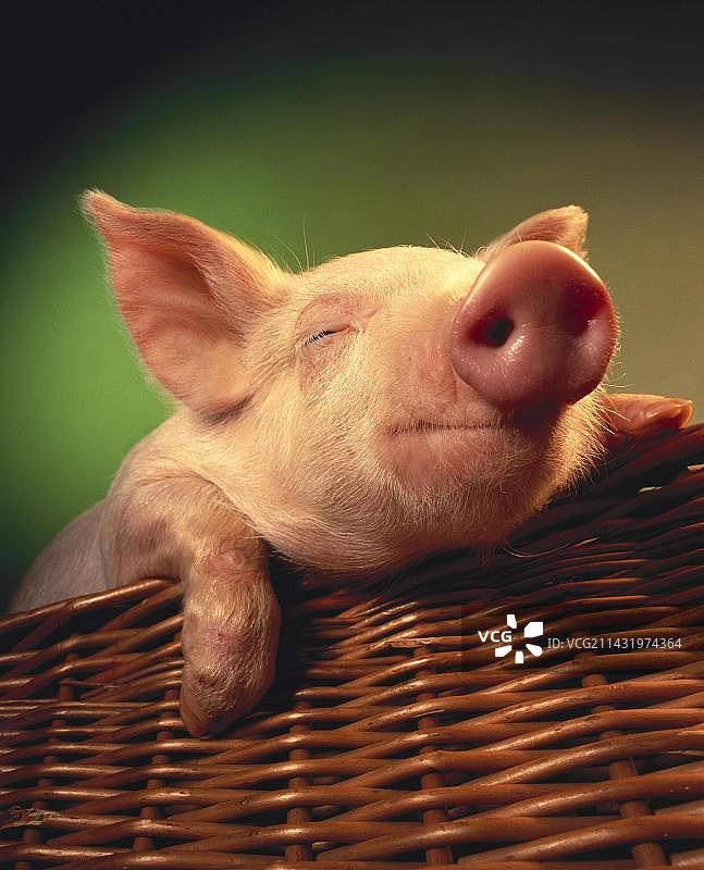 篮子里的小猪图片素材