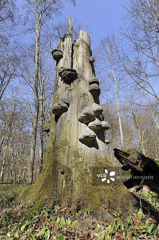 德国海尼希国家公园内的枯木，山毛榉与火绒菌图片素材