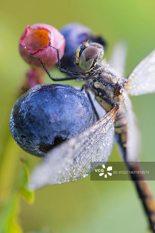 蓝莓上的黑蜻蜓 德国图片素材